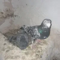 کفتر سرور هفت رنگ