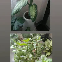 گیاهای اپارتمانی