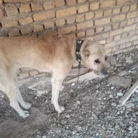 واگذاری|سگ|مشهد, ایثار|دیوار