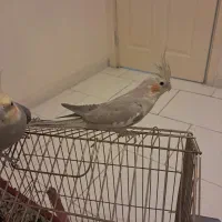 عروس هلندی  نر و ماده|پرنده|پرند, فاز ۶|دیوار