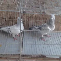کفتر اسطوره|پرنده|کرمان, |دیوار
