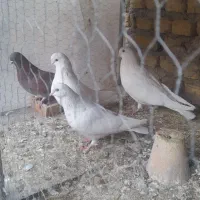 سفیدنوک ریزکشیده دمگیرذات بته دار|پرنده|اصفهان, کشاورزی|دیوار