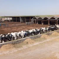 گاوداری