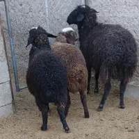 بره ماده سبک|حیوانات مزرعه|جوادآباد, |دیوار