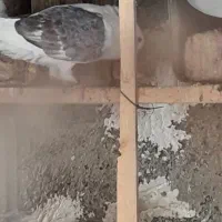 ۵ عدد کفترپریشی خوب به درد بخور بفروش می‌رسد|پرنده|پاکدشت, پاکدشت (مامازند)|دیوار