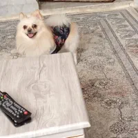 سگ گمشده|حیوانات|اصفهان, مارچین|دیوار