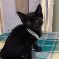 واگذاری گربه