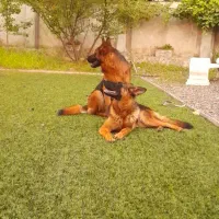 ژرمن شپرد بلک فیس ماده|سگ|لاهیجان, بازکیاگوراب|دیوار