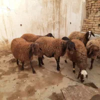 بره نر|حیوانات مزرعه|شاهیوند, |دیوار