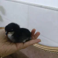 جوجه دوهفته ای وجوجه بلدرچین|حیوانات مزرعه|قم, حاج خلیل|دیوار