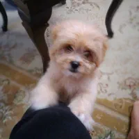 توله سگ ۳ ماهه فروشی