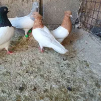 کله سیاه|پرنده|شیراز, ریاستی|دیوار