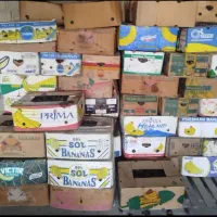 خرید و فروش خرمای خاصه و پاچین