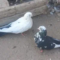 جوجه کبوتر سینه ای و دم سیاه|پرنده|میانه, |دیوار