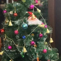 درخت کریسمس وارداتی