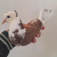 گفتر شازده|پرنده|قم, شهرک مهدیه (مدرس)|دیوار