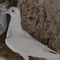 2 سفید آلمانی|حیوانات|چناران, |دیوار