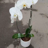 کارگر ساده و فروشنده گل و گیاه|استخدام بازاریابی و فروش|تهران, توحید|دیوار