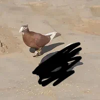 گلی پلنگ نر