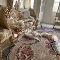 گربه پرشین کلاسیک|گربه|مشهد, ملک‌آباد|دیوار