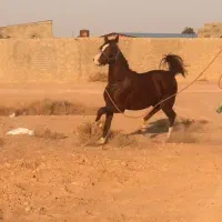 کره اسب عرب کرند|اسب و تجهیزات اسبسواری|تبریز, |دیوار