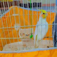 عروس هلندی نرماده