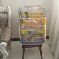 دوتا عروس هلندی با قفس|پرنده|شیراز, لب آب|دیوار
