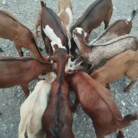 گوسفند نر و ماده