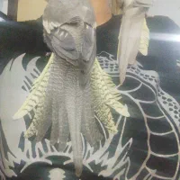 به خاطر جانداشتن در منزل|پرنده|نسیمشهر, |دیوار