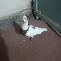 کبوتر یا کفتر ماده