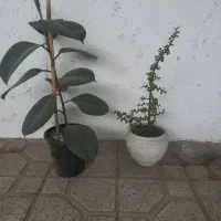 فیکوس سبز با کراسو لا خرفه ای