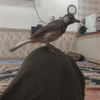 قناری