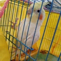 عروس هلندی سخنگو و اهلی|پرنده|ارومیه, |دیوار