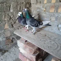 کفتر فروشی|پرنده|سراوان, |دیوار