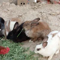 خرگوش فروشی