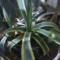 گل آگاو خورشیدی-یوکا -ذرتی