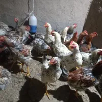 جوجه خروس محلی