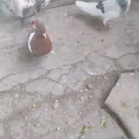 سینه سرخ ماده|پرنده|شیراز, سلطان آباد|دیوار