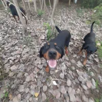 روتوایلر|سگ|لولمان, |دیوار