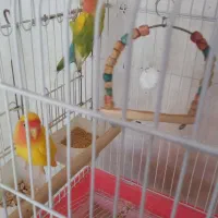 کوتوله یا طوطی برزیلی