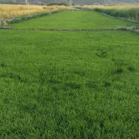 زمین گلخانه وباغ شهری