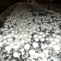 قارچ لوکس مزرعه