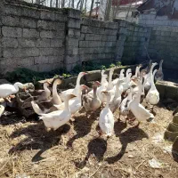 غاز و قو غاز