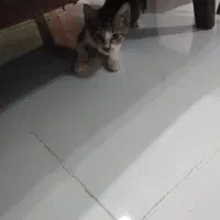 دوتا گربه|گربه|گنبد کاووس, |دیوار