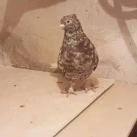 کفتر دم سفید|پرنده|شیروان (خراسان), |دیوار