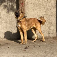 سگ ذات قدیم سرابی