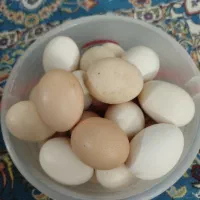 تخم مرغ محلی