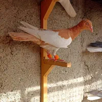 کبوترعطیقه