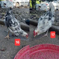 مرغ و خروس محلی|حیوانات مزرعه|چابکسر, |دیوار