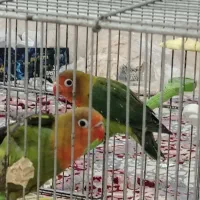 طوطی کتوله برزیلی